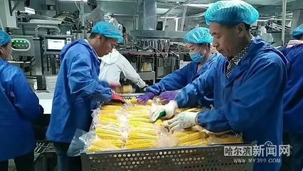 一县一品,木兰粗食“喝”起来丨鲜食玉米“藏粮于技”
