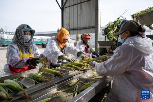 北大仓 粮食产量连续15年全国居首 首次突破1600亿斤