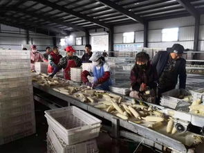丰收 丰收 宝清巾帼唱响大地赞歌 一