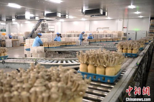 甘肃张掖 戈壁滩 小菌菇 成就 大产业