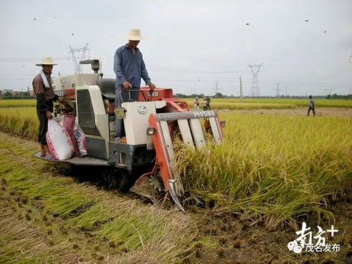 茂南五大农特优品,谁是你的 菜